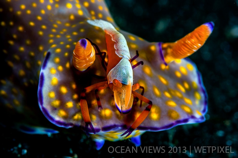 **Tenth Prize**: Domenico Roscigno. "*Shrimp nudibranch*".