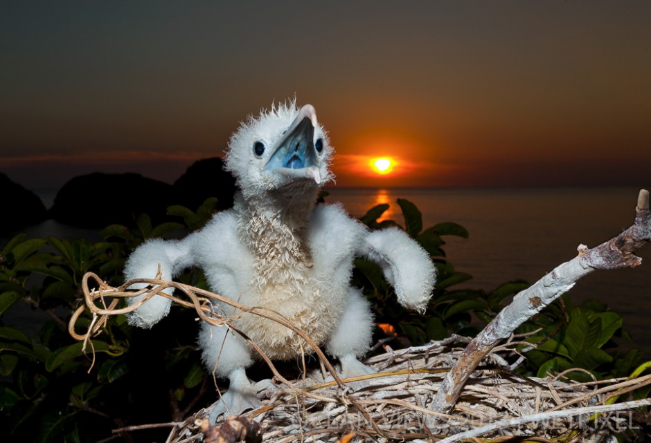 **Twelfth Prize**: Cristian Dimitrius. "*Baby frigate bird*".