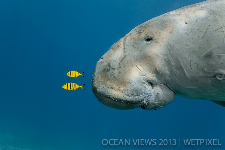 **First Prize**: Douglas David Seifert. "*Dugong*".