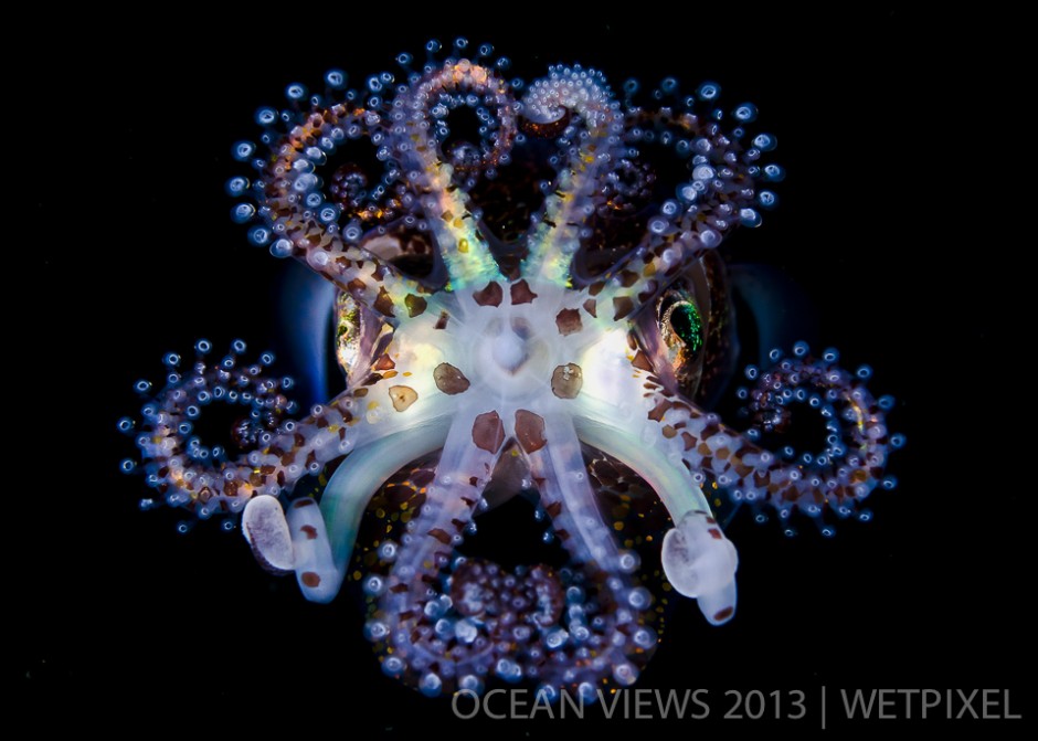 **Second Prize**: Todd Bretl. "*Bob tail squid*".