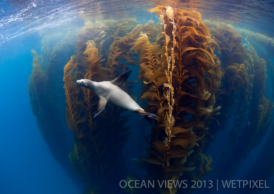 **Sixth Prize**: Claudio Contreras. "*Koob sealion in kelp forest*".