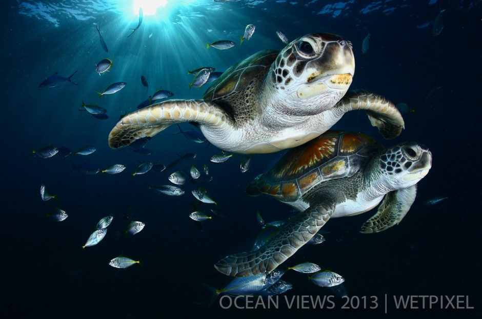 **Eight Prize**: Francis Perez. "*Green sea turtles*".