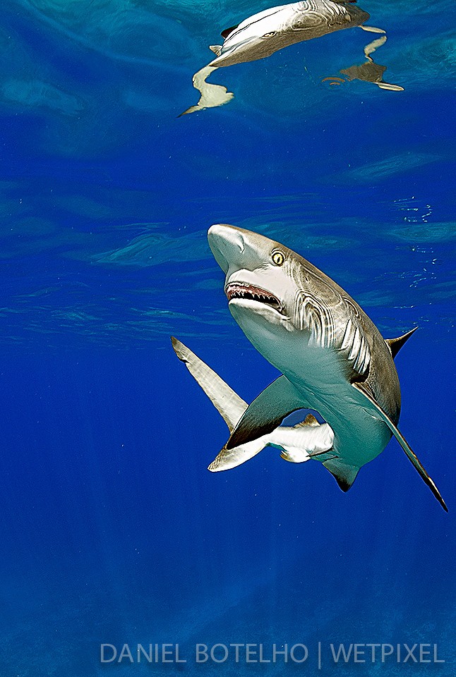 Baby grey reef shark.