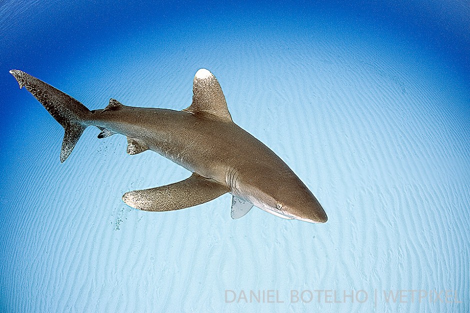 Shallow sand bottom and oceanic white tip.