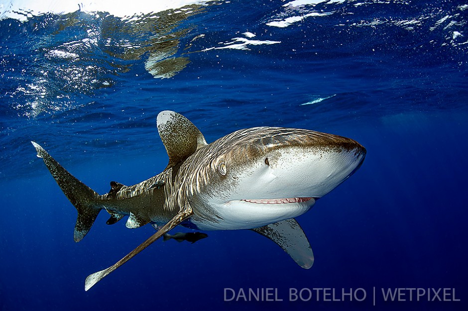 The beauty of the oceanic white tip. (I)