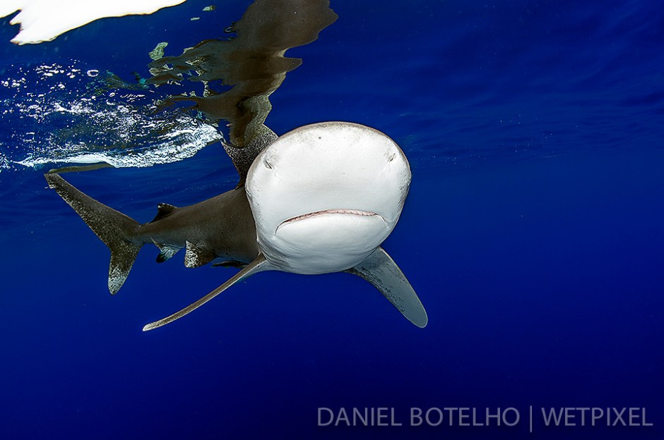 The beauty of the oceanic white tip. (V)