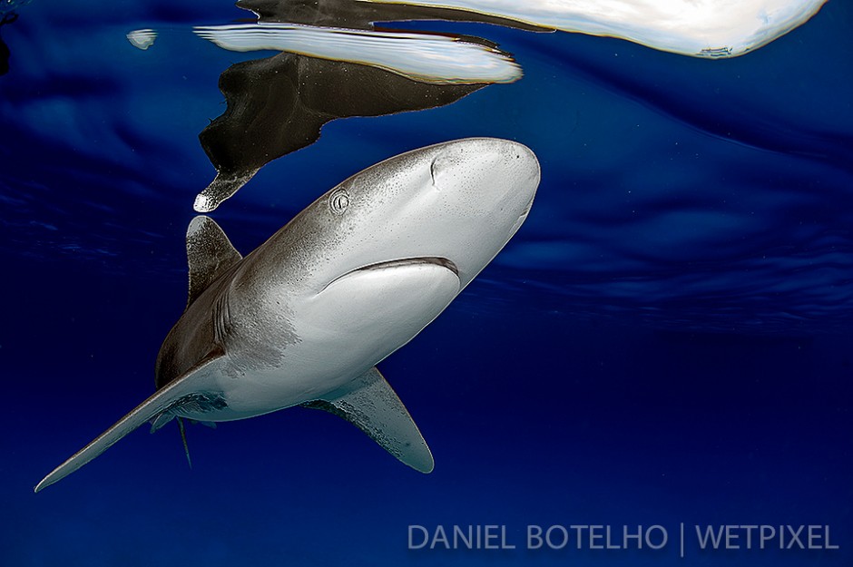 The beauty of the oceanic white tip. (VI)