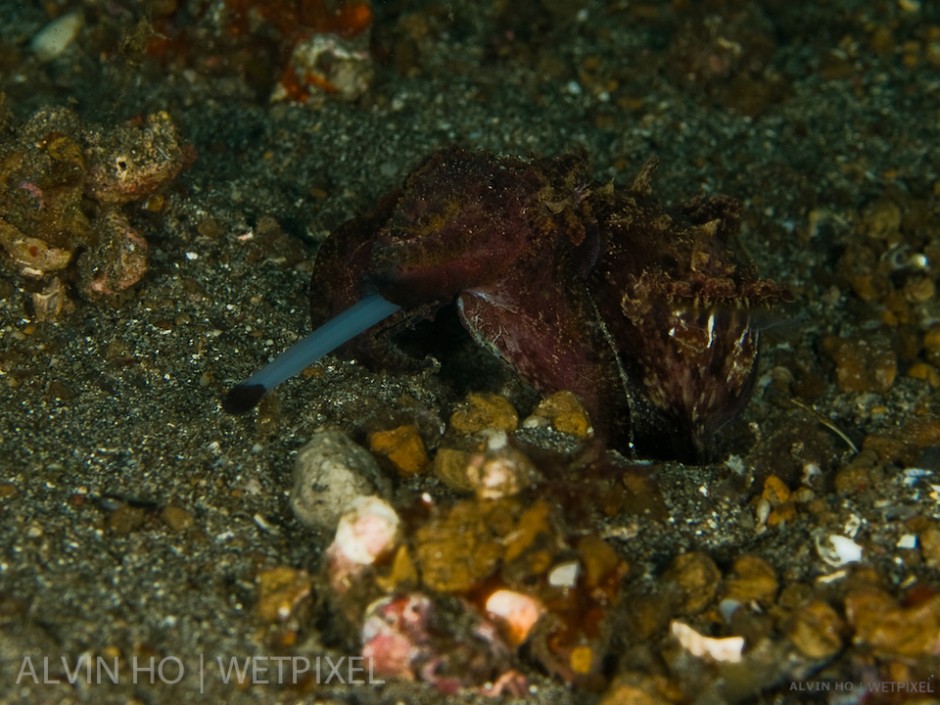 Flamboyant Cuttlefish (*Metasepia pfefferi*) shoots out it's tentacles to capture a meal.