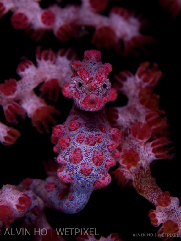 Pygmy Seahorse (*Hippocampus bargibanti*). 