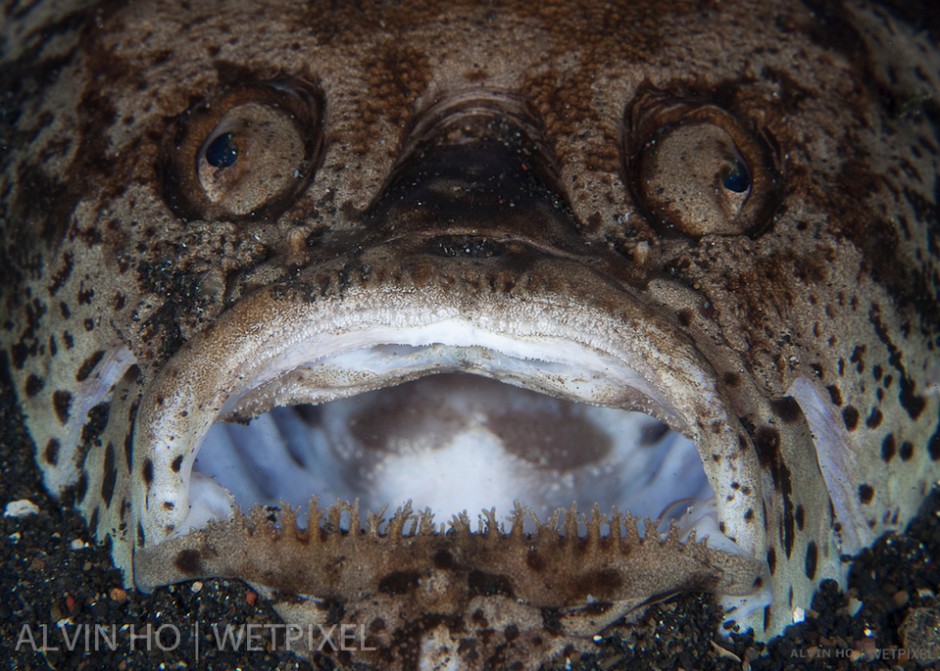 Stargazer (*Uranoscopus* sp.) yawns in boredom.