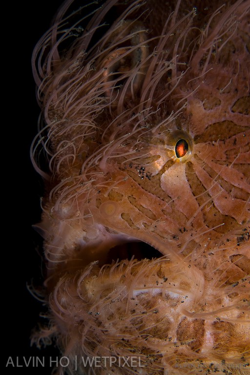 Hairy Frogfish (*Antennarius striatus*).