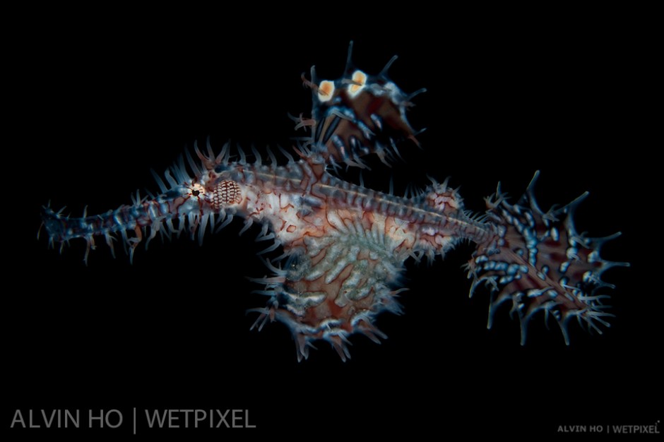 Ornate Ghost Pipefish (*Solenostomus paradoxus*).