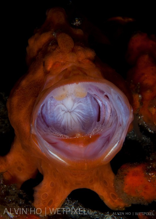 Painted Frogfish (*Antennarius pictus*) yawning.