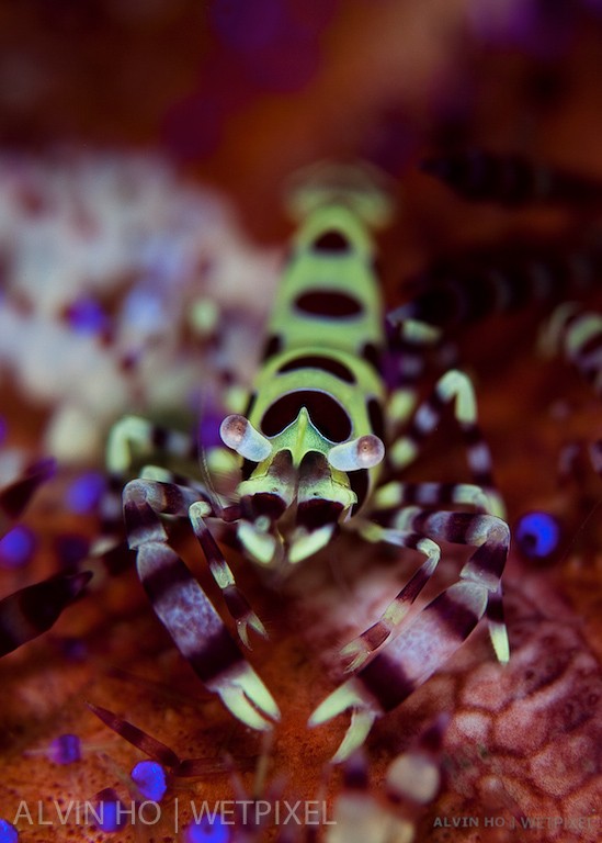 Coleman Shrimp (*Periclimenes colemani*).