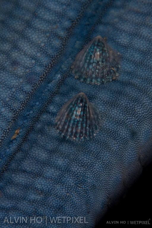 Blue shells (*Thyca crystallina*) on blue sea star.