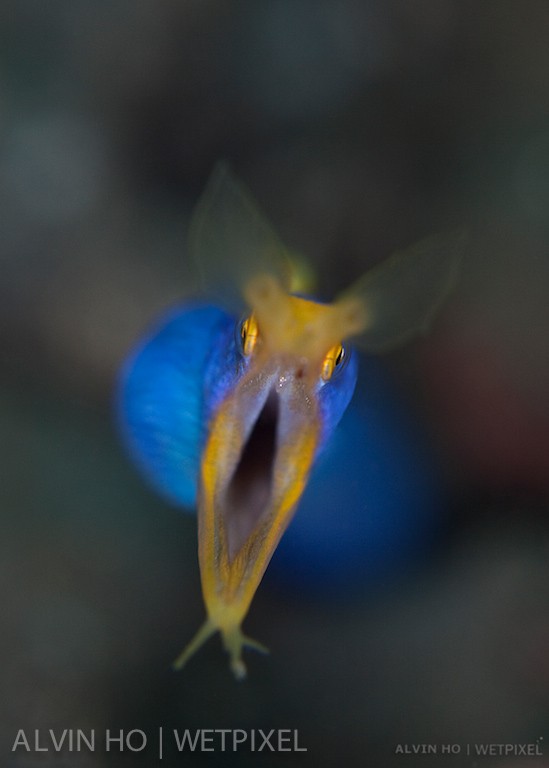 Blue Ribbon Eel (*Rhinomuraena quaesita*). Shallow DOF shot of a blue ribon eel.