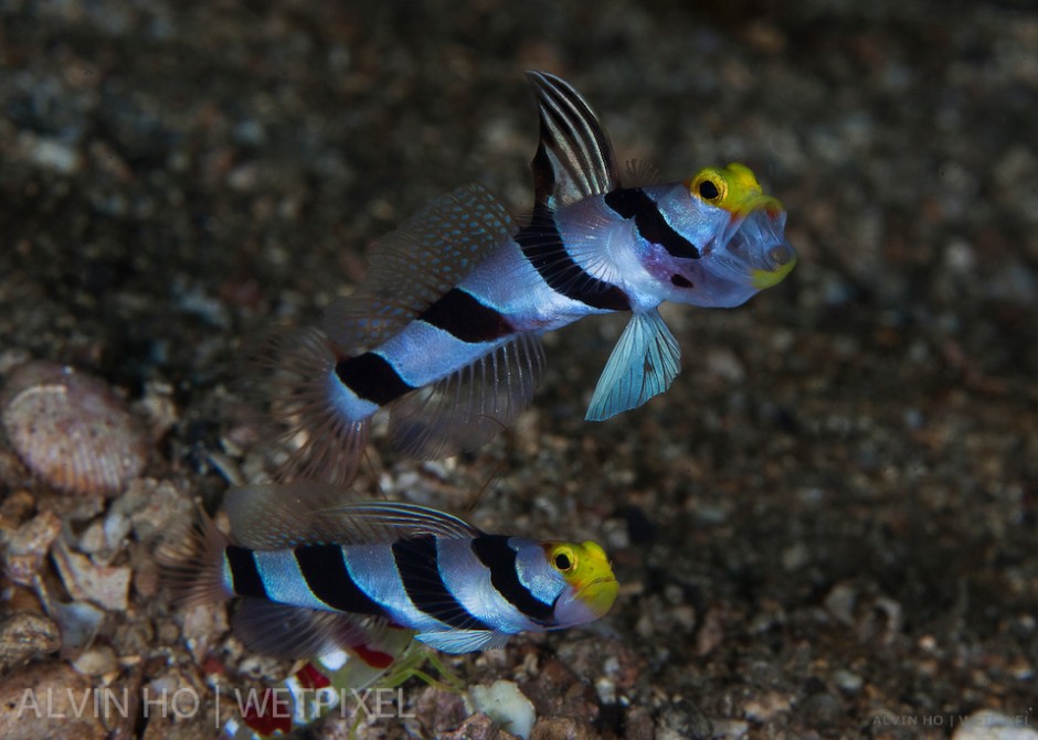 Yellow Nose Goby (*Stonogobiops xanthorhinica*).