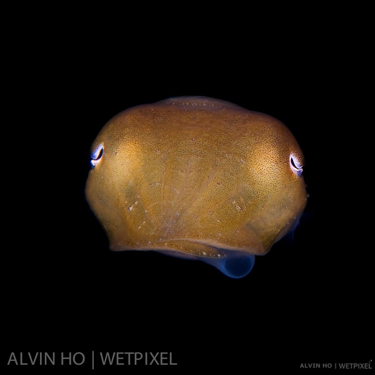 Broadclub Cuttlefish (*Sepia latimanus*) smoking!