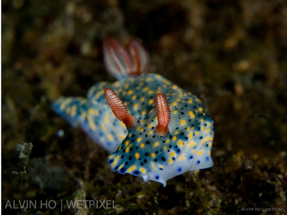 Hypselodoris Nudibranch (*Hypselodoris infucata*).