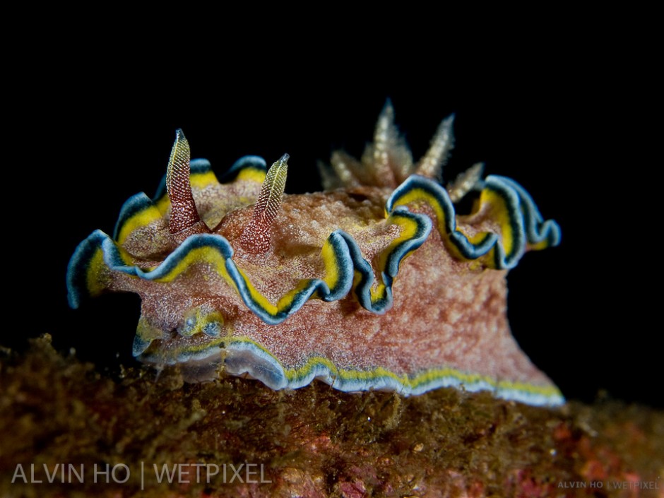 Glossodoris Nudibranch (*Glossodoris cincta*).