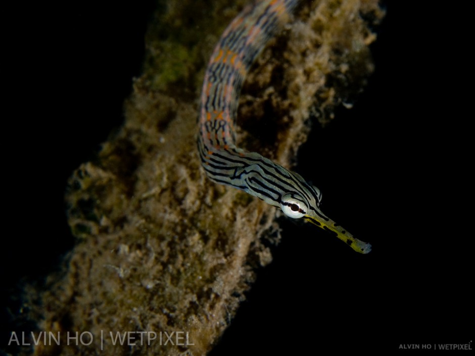 Network Pipefish (*Corythoichthys flavofasciatus*).