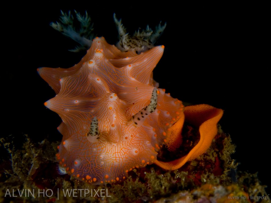 Halgerda Nudibranch (*Halgerda batangas*) laying its egg spiral.