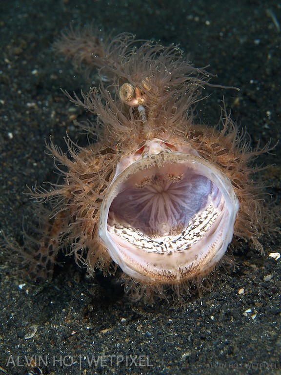 Hairy Frogfish (*Antennarius striatus*).  A yawning hairy frogfish looks like a roaring lion.