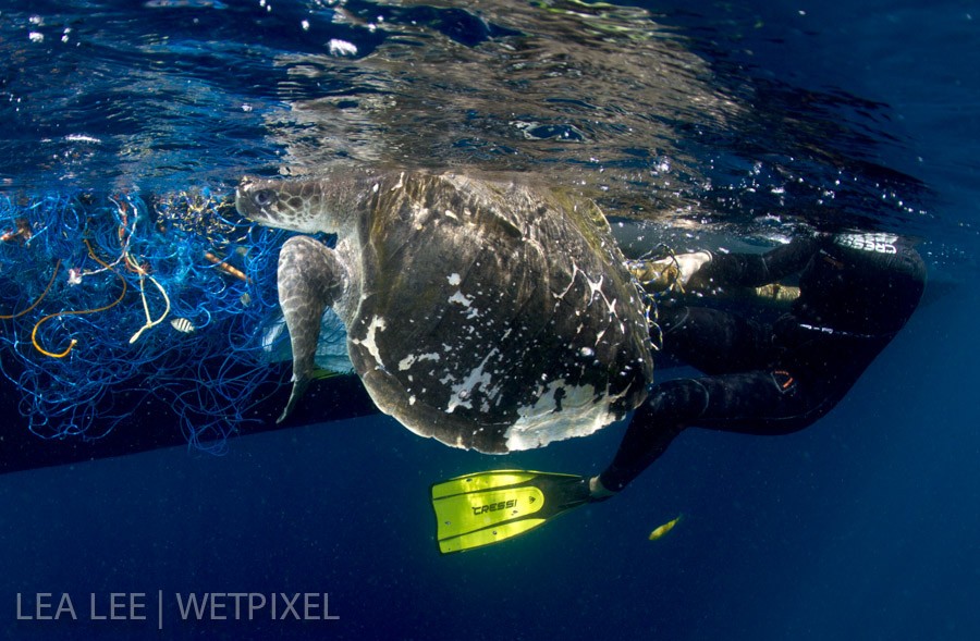 One turtle has been saved and about to go back to the blue.