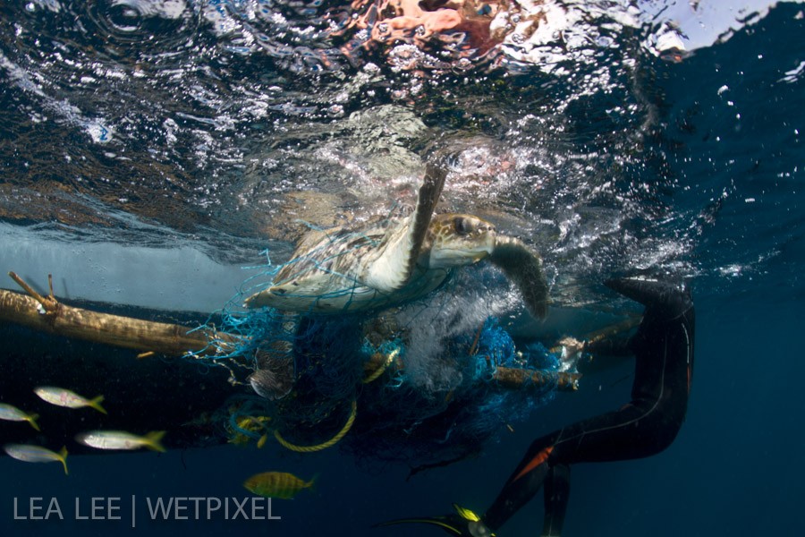 One of the turtles trying to escape, while we were cutting the net.