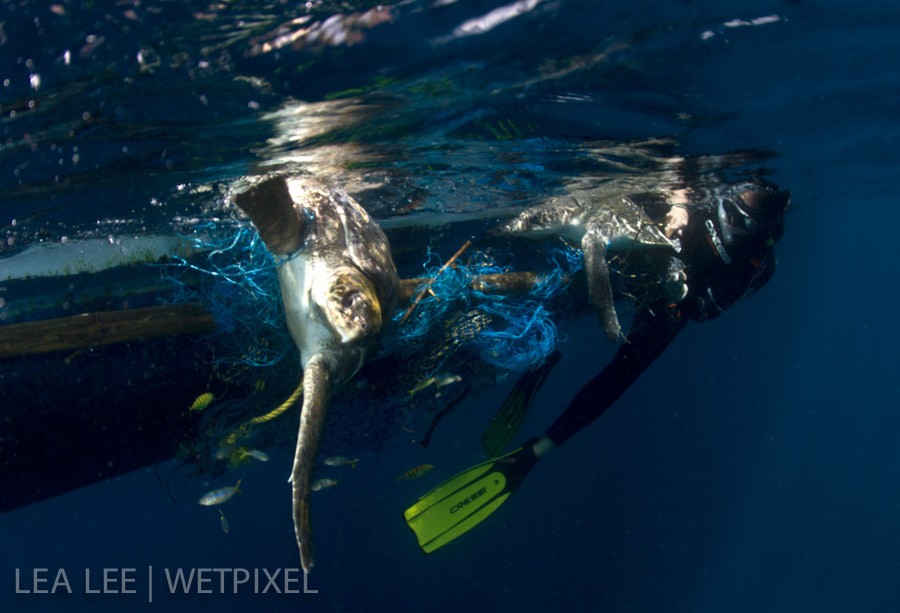 Cutting the fishing net carefully.