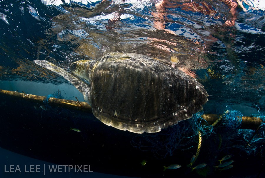 The moment just before the turtle is released.