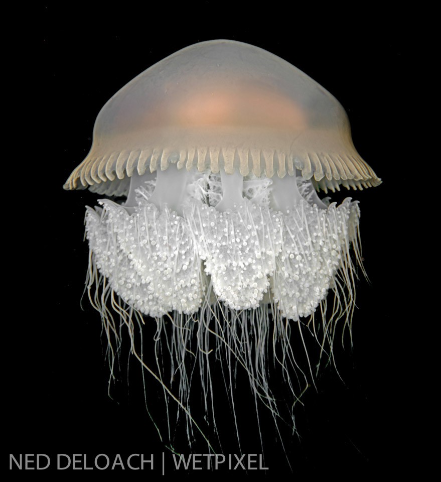 Sixty-five feet down at 9:30 at night somewhere near the center of Ambon Harbor's shipping channel I find a soccer ball-sized jellyfish, (*Versuriga anadyomene*), glowing like a jack-o-lantern in the flash of my strobe. Ambon, Indonesia.