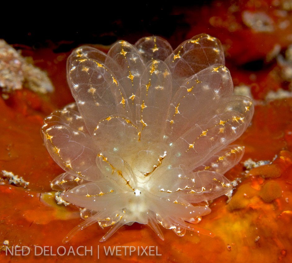 An Elegant Sapsucking Slug, (*Cyerce elegans*), racing slug-fashion across a bed of encrusting sponge showcases nature at its best. Lembeh Strait, northeastern Sulawesi, Indonesia.