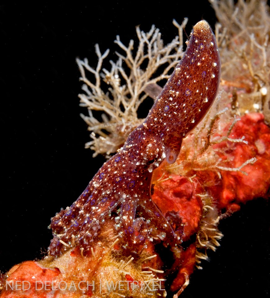 Surprisingly, few blue-ringed octopus species have been scientifically described. This seems to be yet another candidate awaiting species status. Lembeh Strait, northeastern Sulawesi, Indonesia.