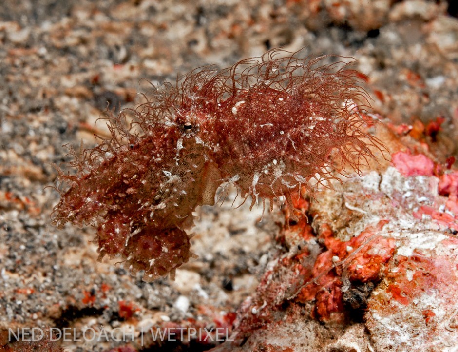 We had been searching for this for over 12 years. No larger than my thumb and a master of camouflage, the legendary Hairy Octopus finally turns up. Lembeh Strait, Indonesia.