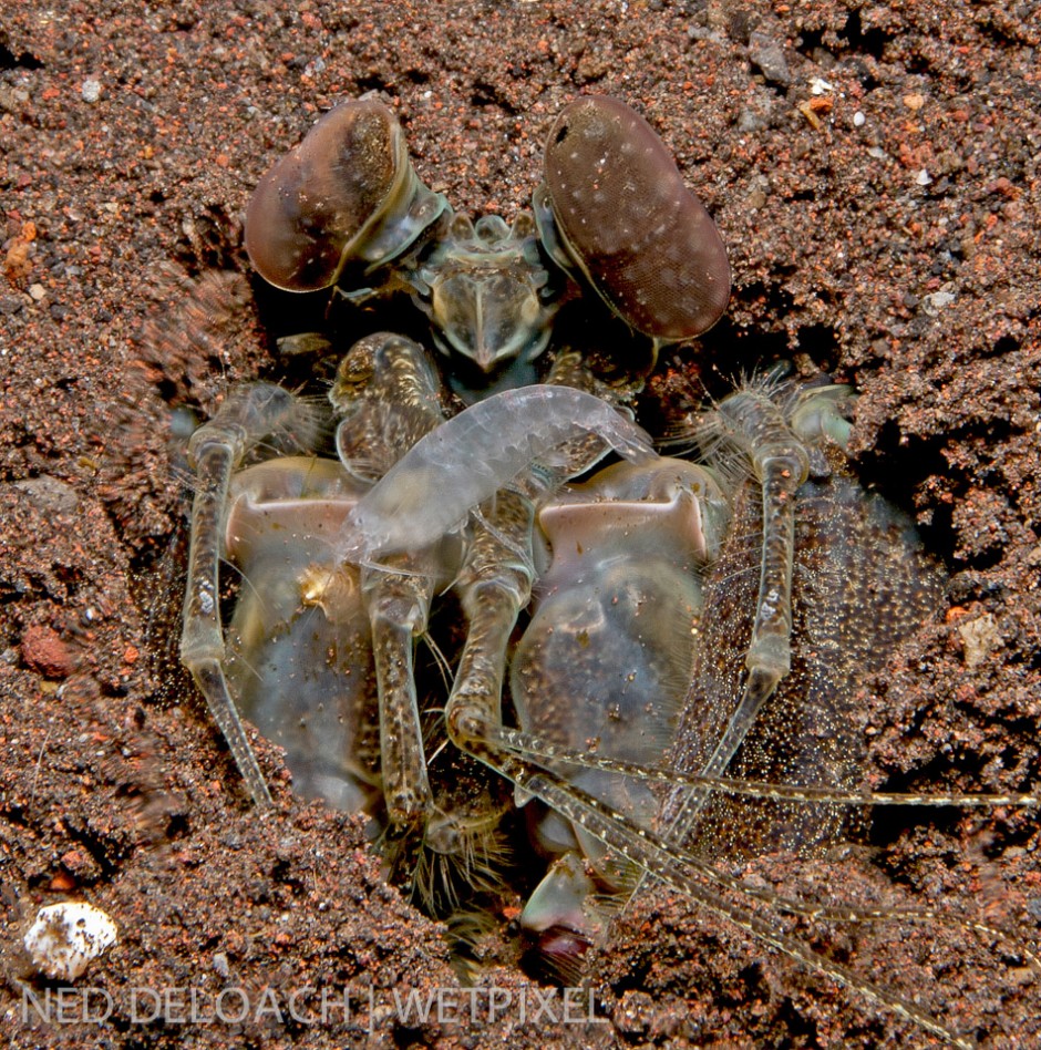 We found an undescribed snapping shrimp living inside the burrow of a mantis the size of my fist. The hole owner sports an attitude and set of laser-fast, razor-sharp claws to match. 