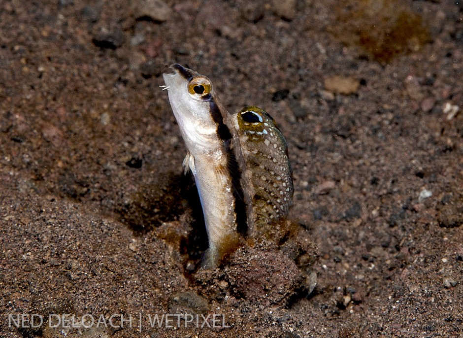 It takes nearly fifty minutes at fifty feet before the head of an undescribed fangblenny pokes back up from the hole where I spooked it.