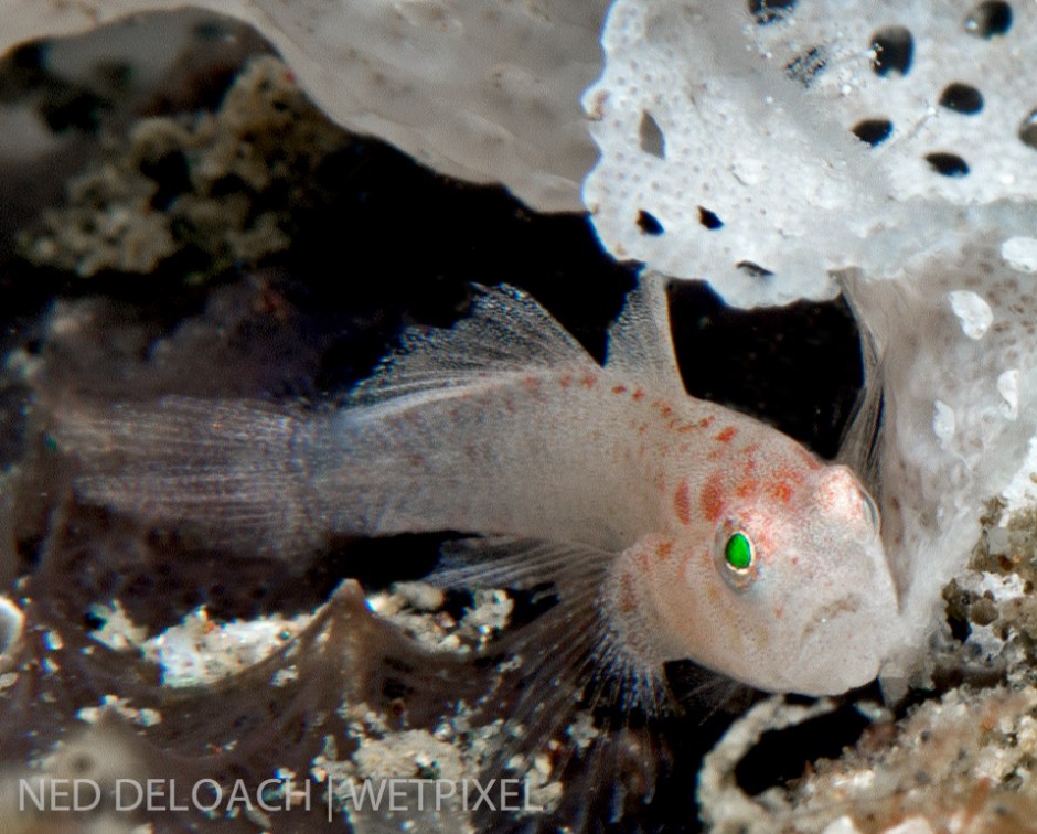 Via Facebook, Graham Abbott of Diving4Images shared his sighting and photograph of what appears to be a new goby inhabiting tennis-ball-sized colonies of bryozoans. 