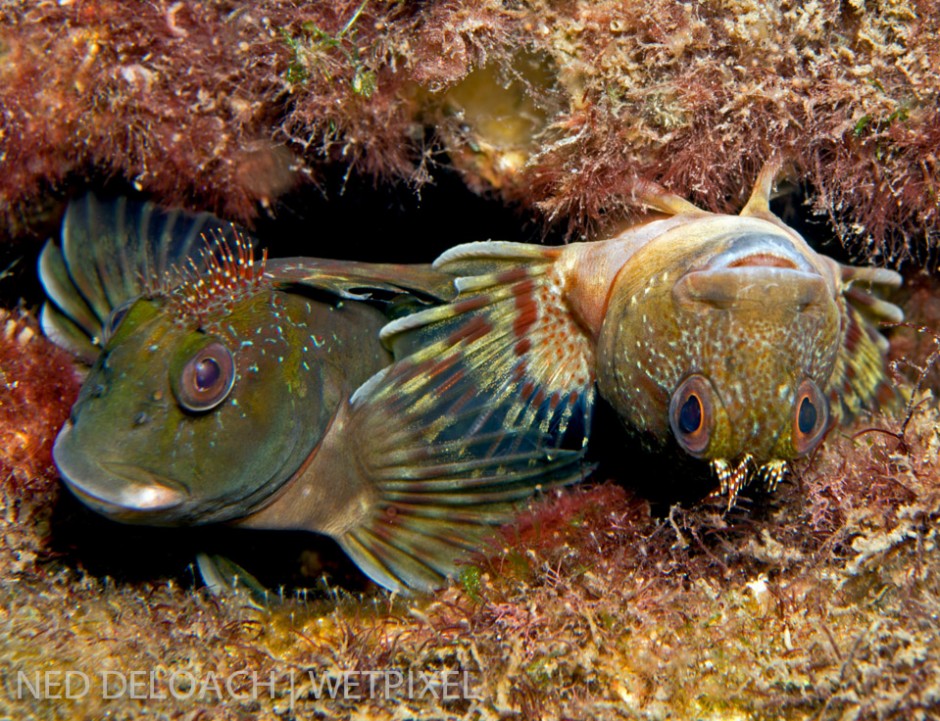 Egg-laying fishes are typically reproductively active during the early morning hours. Anna found this pair of Molly Miller blennies, (*Scartella cristata*), a foot below the surface, laying and fertilizing a nest of bubble-gum pink eggs.