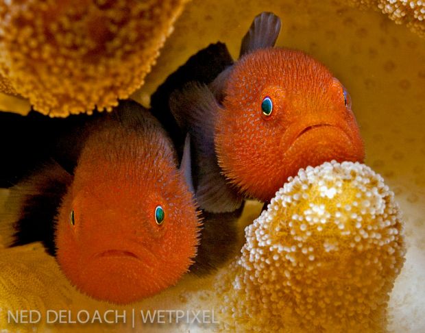 1 redhead goby paragobiodon echinocephalus