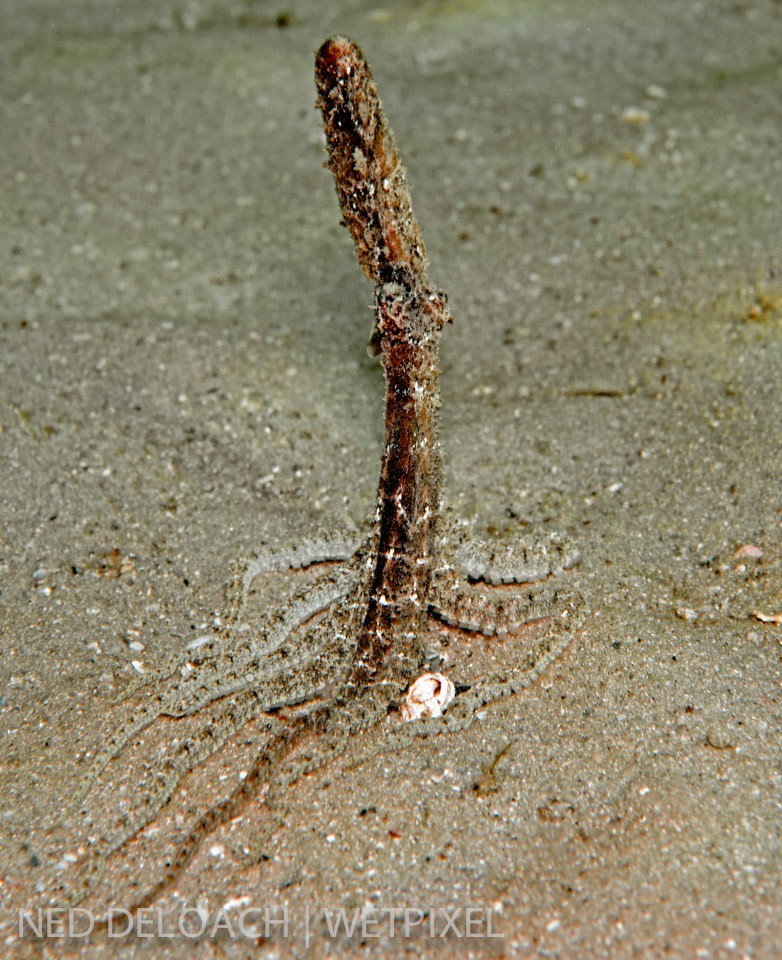 An Atlantic Longarm Octopus, (*Octopus defilippi*) nonchalantly goes about its business hunting the shallow sand among the dancing feet of swimmers for an hour. Occasionally it stretched its malleable body into what I call a "slim Jim".