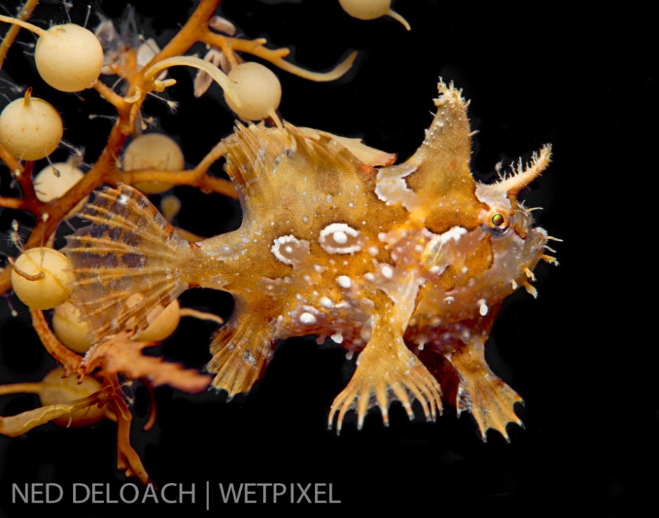 To date, I've photographed 43 of the 173 animals known to inhabit floating rafts of Sargassum. The Sargassumfish, (*Histrio histrio*), is the most iconic inhabitant of the dense vegetation. Bermuda.