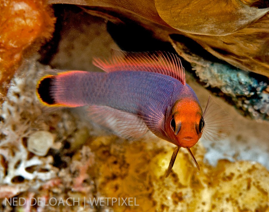 Raja Ampat must be the epicenter of Dottybacks. The secretive fish from the Indo-Pacific family lurk in the shadows of coral walls and outcroppings only occasionally stopping to peek out for a second or two. 