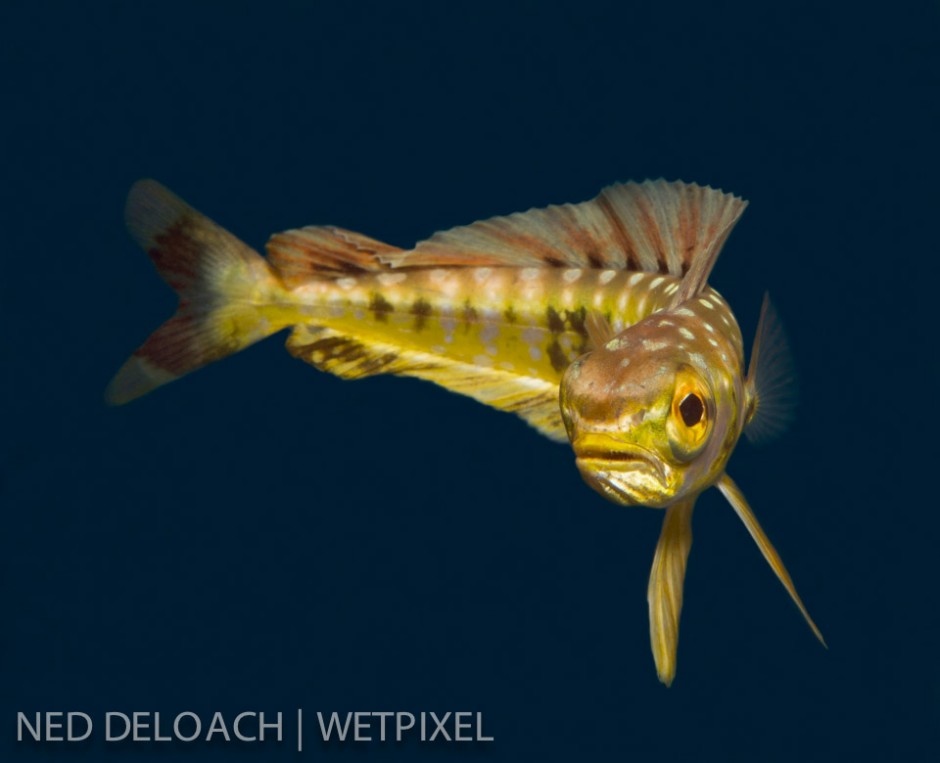 One of my favorite images of 2012: Chris Flook and I caught this three-inch juvenile Dolphinfish, (*Coryphaena hippurus*) posing with the same bravado as a thee-foot adult.