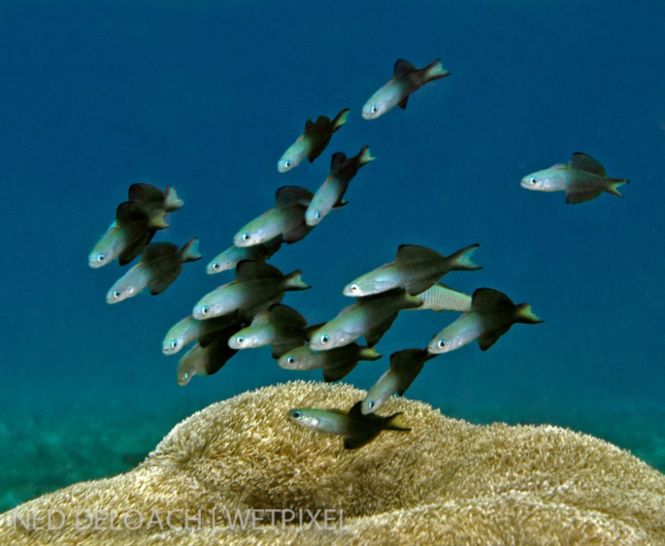 A cluster of Twotone Dartfish, (*Ptereleotris evides*), is an anomaly. These eye-catching plankton-pickers typically hover alone or in loose pairs a few feet above small hiding holes in the bottom where they dart when threatened. 