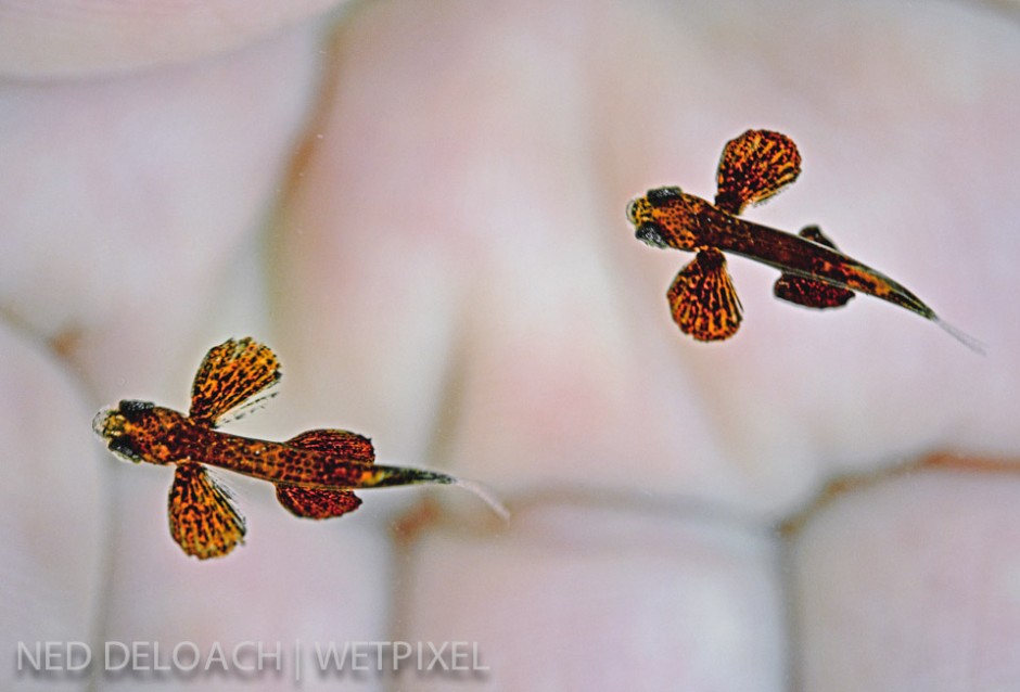 Two flying fish in Anna's hand. Bermuda. 