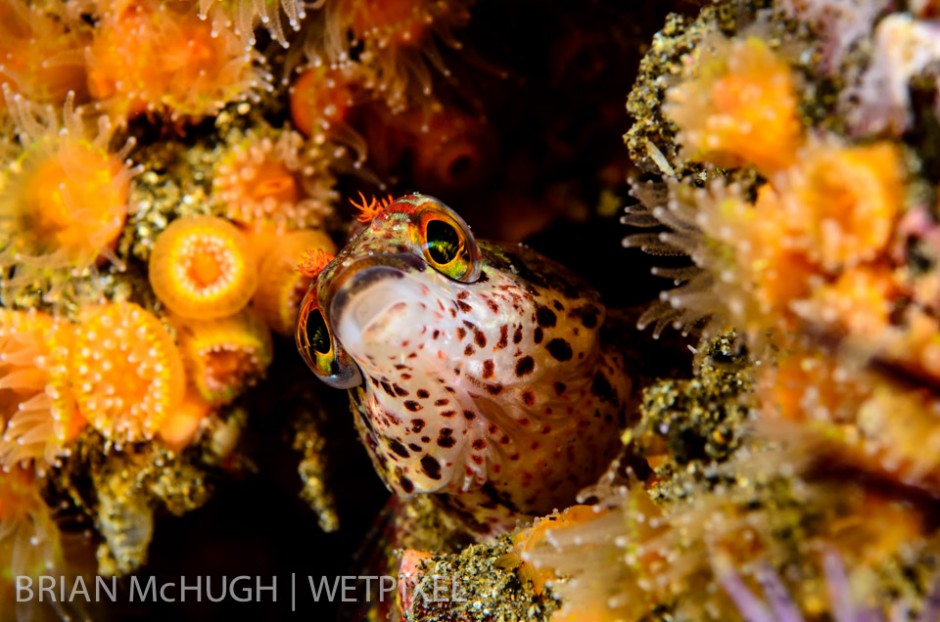 Painted greenling (*Oxylebius pictus*) at Anacapa Island, California