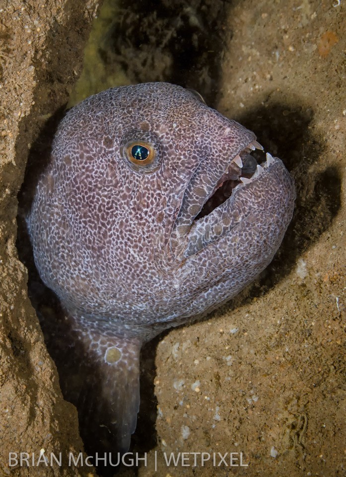 Wolf eel (*Anarrhichthys ocellatus*) at La Jolla Shores, California