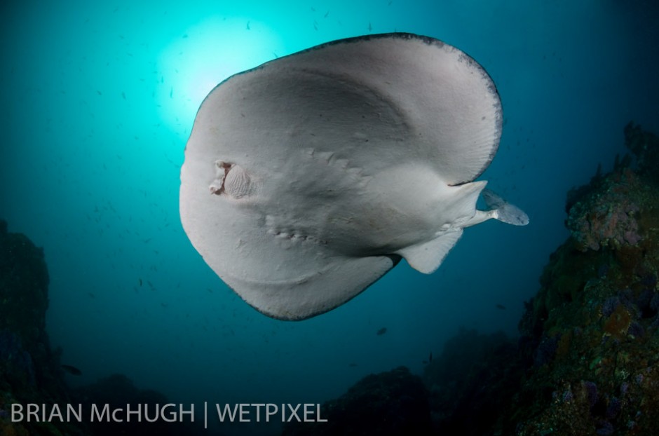 California electric torpedo ray (*Torpedo californica*)  at Farnsworth Banks, Catalina Island, California