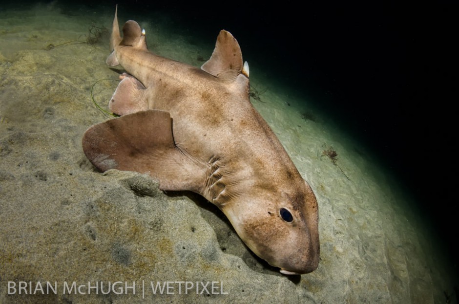 Horn shark (*Heterodontus francisci*) at La Jolla Shores, California